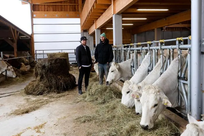 Am Chianina-Hof in Dobl wird die weltweit größte Rinderrasse gezüchtet.