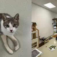 Die Katzen sind bereits in ihrem neuen Reich angekommen
