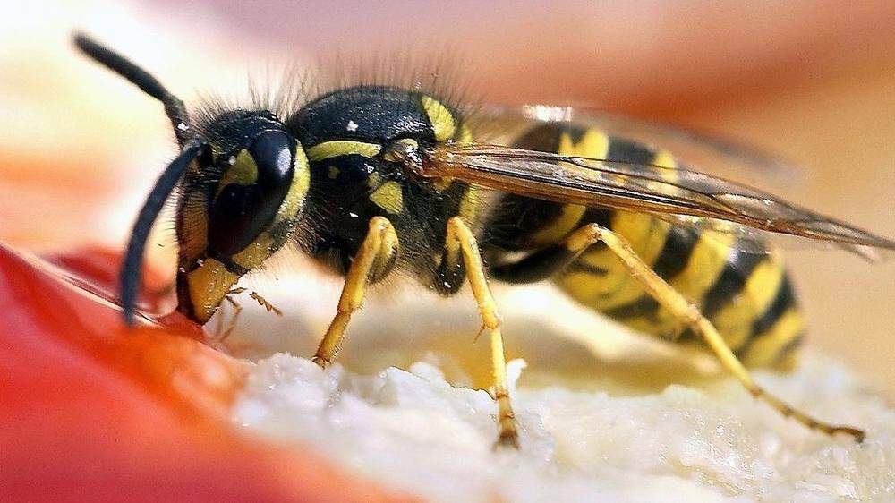 Bleibt das Wetter heiß und trocken könnte heuer ein ausgesprochenes Wespenjahr werden