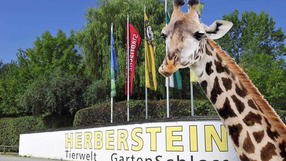 Schon lange stehen Giraffen auf dem Wunschzettel von Tierwelt Herberstein-Geschäftsführerin Doris Wolkner-Steinberger