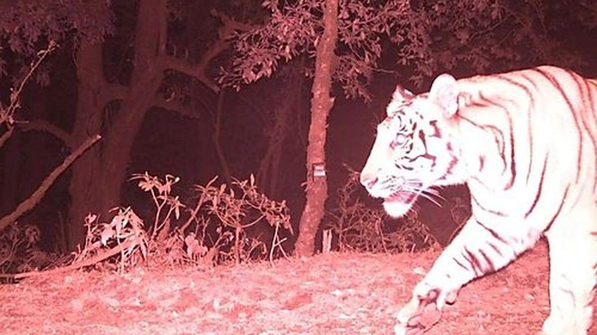 Der Tiger tappte in einer Höhe von 2.500 Metern in eine Fotofalle, wie das nepalesische Wald- und Umweltministerium mitteilte