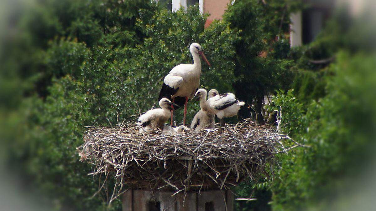 Der Storchenhorst am Hausdach von Huberta Kutschi in Niklasdorf ist derzeit voll besetzt