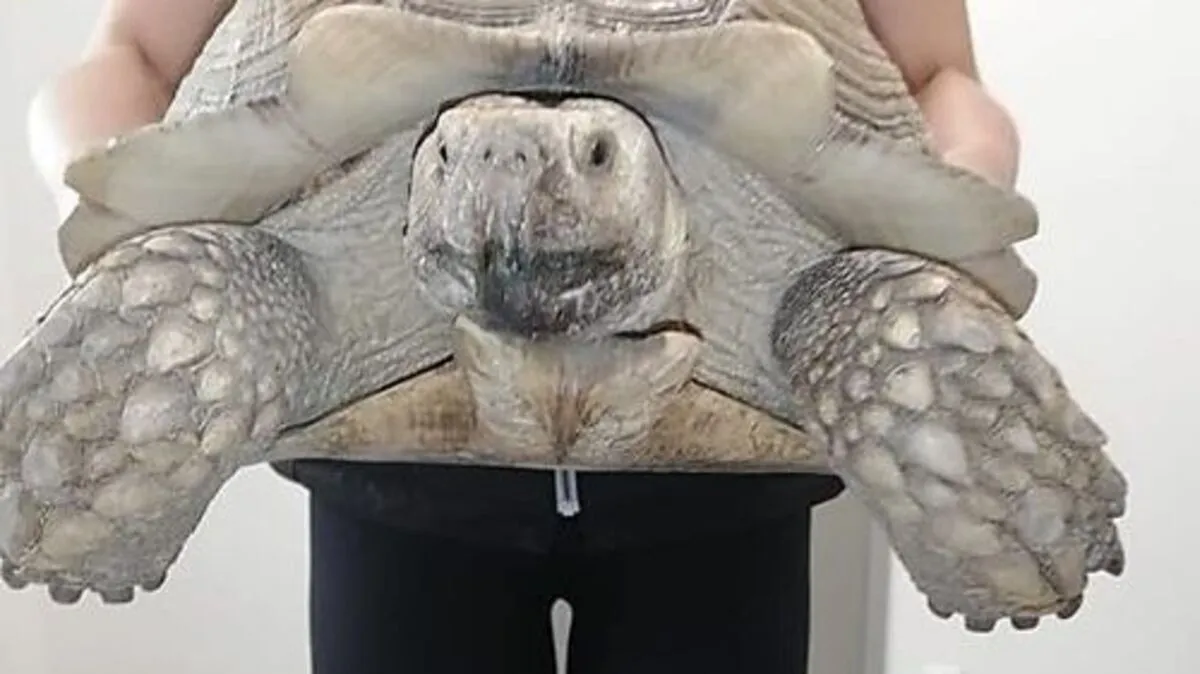 Die aufgefundene Schildkröte 