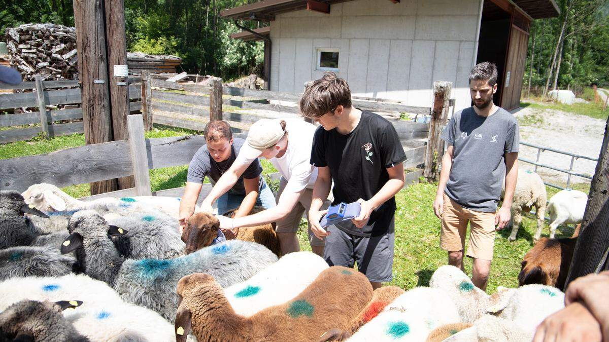 Die Schafe tragen den zukunftsträchtigen Herdenschutz um den Hals. Bis in den Herbst soll die Feldstudie alle  relevanten Daten für die Serienfertigung liefern.