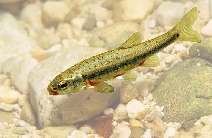 Die Elritze war heimischer Fisch des Jahres 2016 und sollte als Botschafter für die bedrohte Artenvielfalt dienen