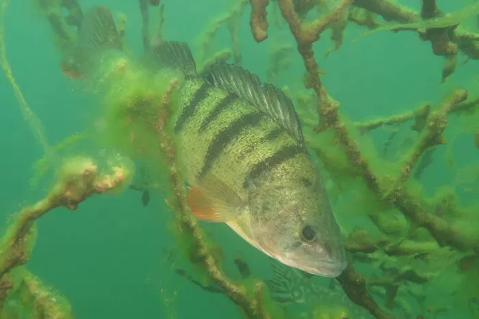 15 Fischarten leben im Klopeiner See, auch der Barsch.