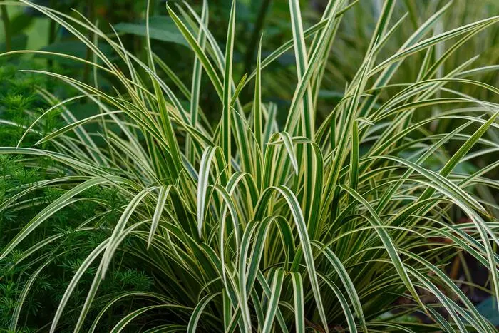 Seggen und kleine Gräser – Bewegung für den Herbsttopf