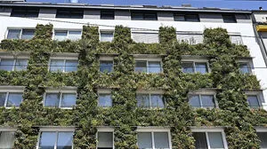 Fassadenbegrünung an einem Wohnhaus in Wien-Ottakring