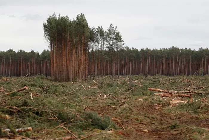 Pine trees lay on the ground after being logged on the future site where US electric car giant Tesla is set to build his new car factory, in Gruenheide near Berlin, on February 17, 2020. - Tesla began clearing a 92-hectare (227-acre) area of forest at the site in Gruenheide in Brandenburg for its first European 