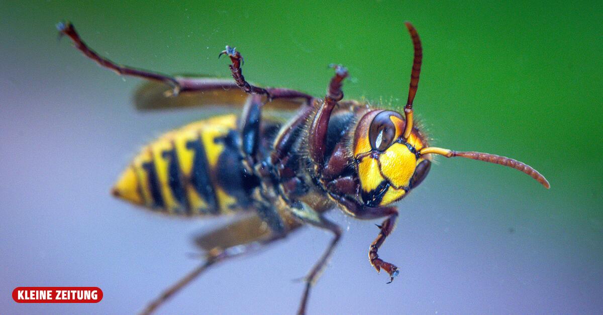 32-year-old Upper Austrian dies after hornet sting