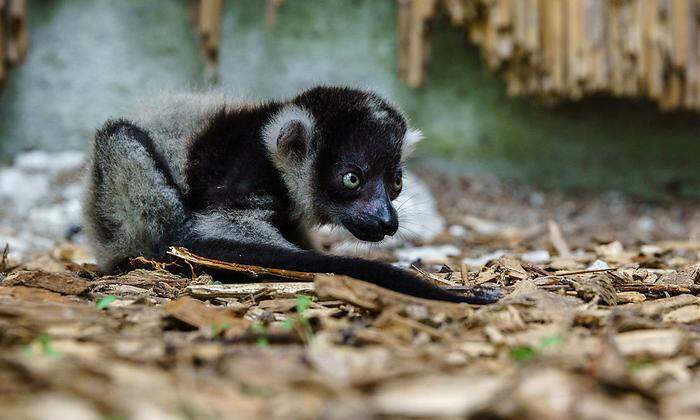 Kurz vor dem Muttertag: Lemuren-Nachwuchs im Zoo Schmiding