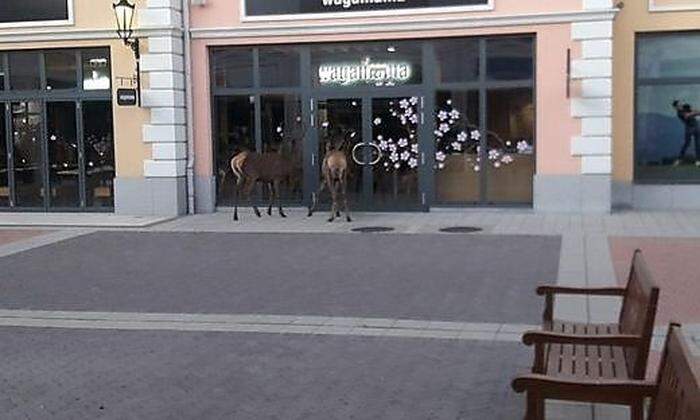 Warten zwei Hirsche vor dem Shoppingcenter...