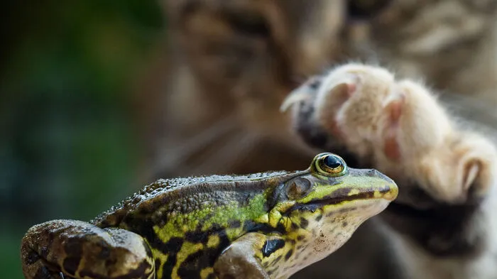Sie bestehen aus demselben Keratin wie menschliche Fingernägel, aber sie bleiben immer scharf. Die Natur hat gleich zwei Mechanismen entwickelt, die eine Abnutzung verhindern. Beim Laufen etwa ziehen die Tiere ihre Krallen ein. Außerdem bestehen die Krallen im Gegensatz zu Nägeln aus zwei unterschiedlich harten Schichten. Die obere harte Schicht wächst schneller als die weiche, wodurch sich die Kralle nach unten biegt.