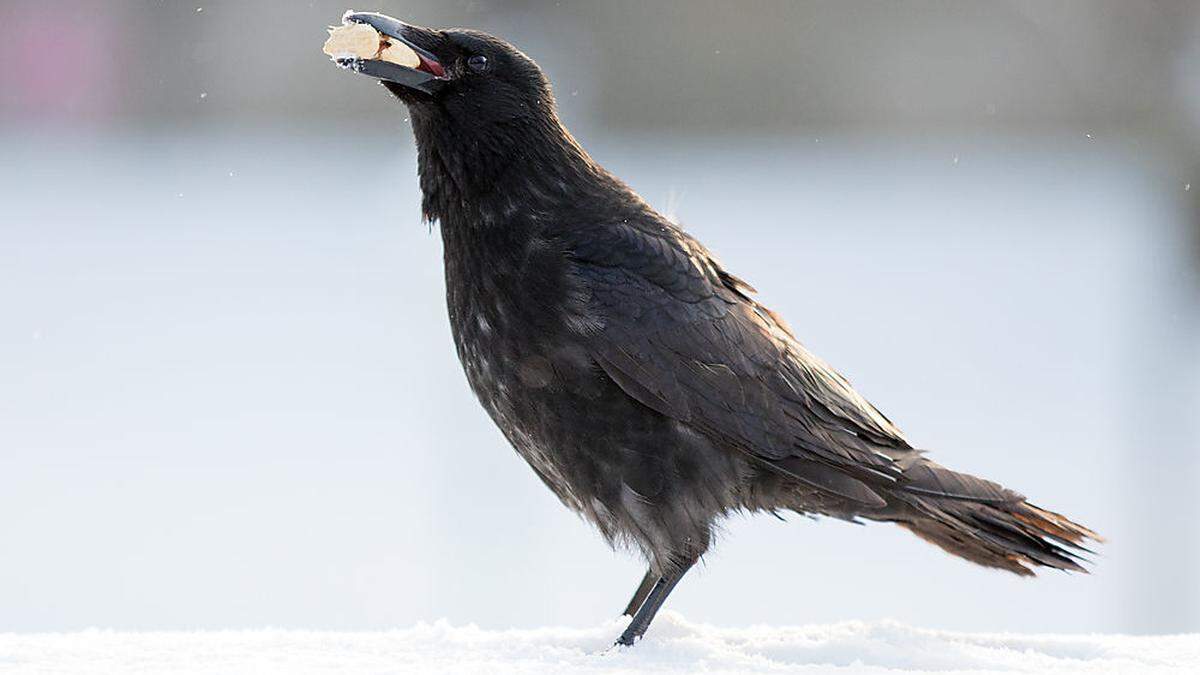 Ein großer Vogel dürfte seine Beute verloren haben