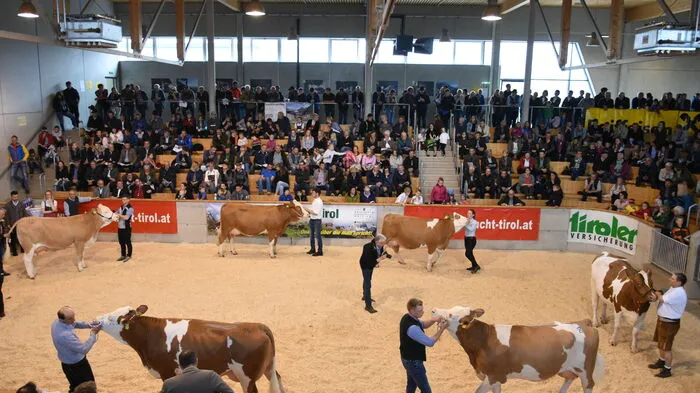 In der Lienzer RGO-Arena präsentierten 53 Rinderzüchter aus Osttirol ihre stolzen Tiere der Rassen Fleckvieh, Braunvieh und Holstein...