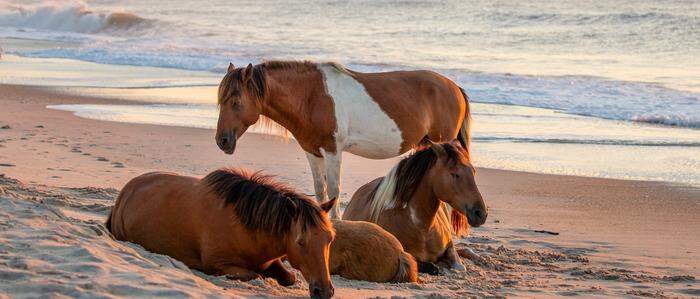 Auch die Pferde genießen die Strände von Assateague Island