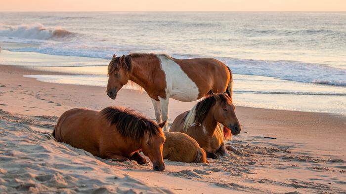Auch die Pferde genießen die Strände von Assateague Island