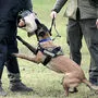 Sujetbild Ausbildung Bundesheerhund