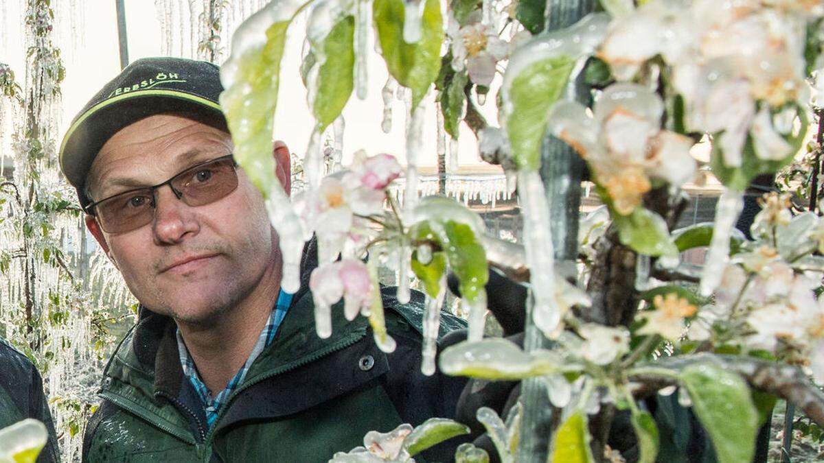 Rupert Gsöls nach einer Frostnacht im Jahr 2017 - in der Nacht auf heute blieb die Katastrophe glücklicherweise aus