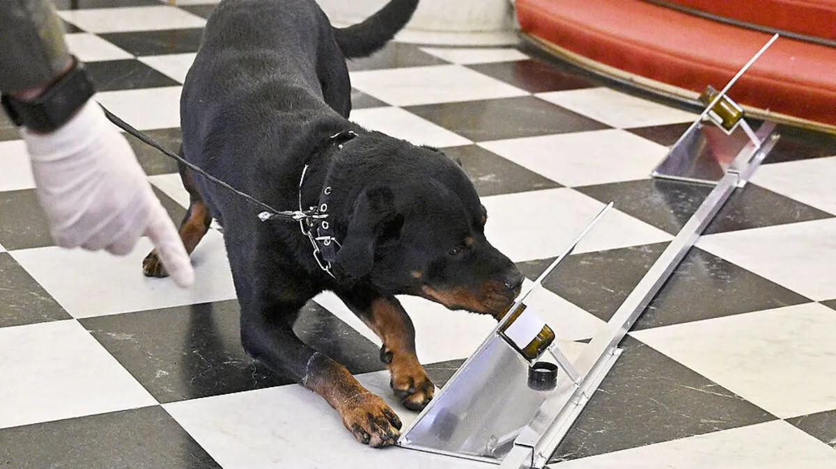 Auch in Österreich werden Hunde trainiert, Infizierte mit der Coronavirus zu erschnüffeln