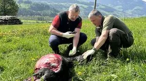 Amtstierarzt Wilfried Laubichler und Reinhard Huber von der HBLFA Raumberg-Gumpenstein begutachten den Schaden