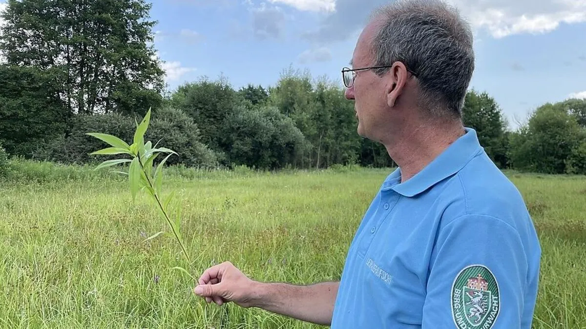 Wolfgang Wallner von der Berg- und Naturwacht mit einem Neophyt - der sogenannten Goldrute