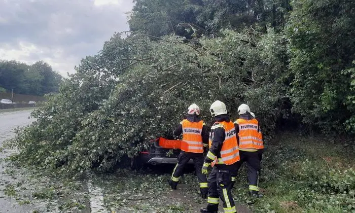 Umgestürzte Bäume in der Landeshauptstadt 