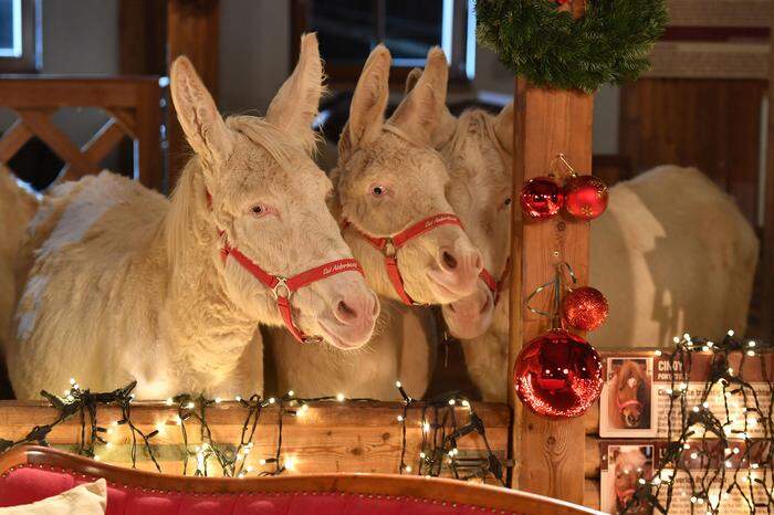 Der Weihnachtsmarkt auf Gut Aiderbichl Henndorf bietet ein einzigartiges Ambiente