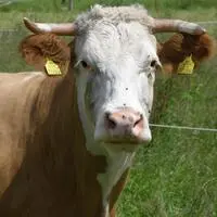 In Oberösterreich musste die Cobra einen aggressiven Stier, der entlaufen war, erschießen