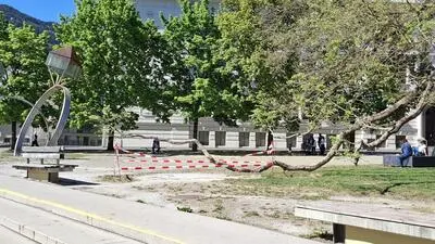 Ein Ast des Baumes vor dem Neuen Rathaus in Leoben musste vorübergehend gesperrt werden