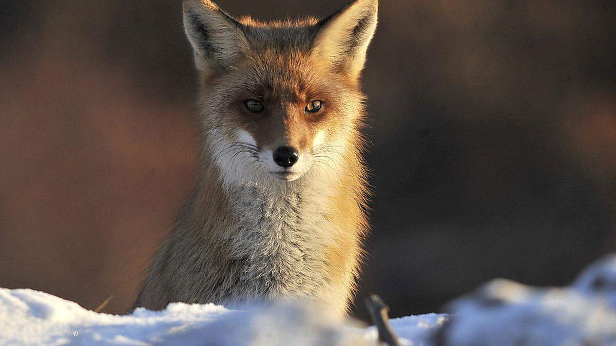 Zwei Fälle der Fuchsräude sind in Kärnten entdeckt worden