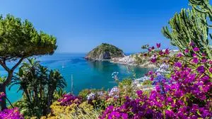 A view of Sant'Angelo in Ischia island in Italy: Tyrrhenian sea, bougaiunvillea glabra, rocks,  water, umbrella, sand and old typical houses in the island in front of Naples in Campania region in a sunny day
