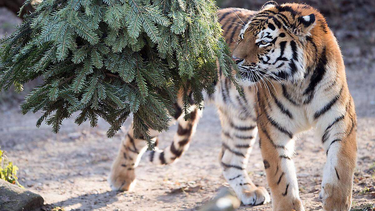 Der Sibirische Tiger soll in Kasachstan wieder angesiedelt werden