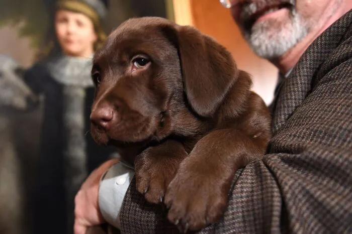 Der Labrador Retriever ist eine von der FCI anerkannte britische Hunderasse und ist auch in Großbritannien, den USA und Deutschland sehr beliebt. Labrador Retriever gibt es in den Fellfarben von schwarz, über braun bis gelb. 2718 Hunde dieser Rasse gibt es in der Steiermark