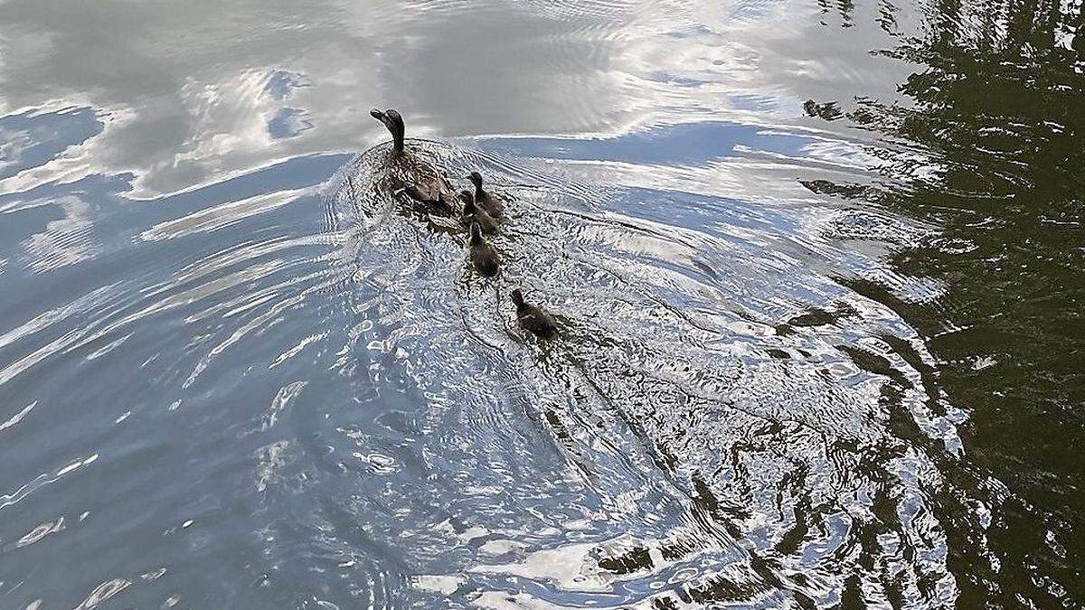 Beim Egger-Teich wurden die Enten in die Freiheit entlassen