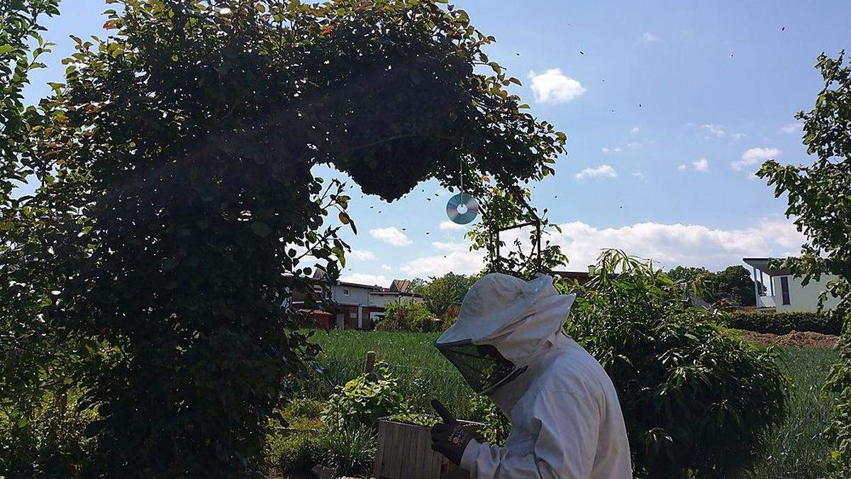 Ein Imker siedelte den Bienenschwarm fachgerecht um 