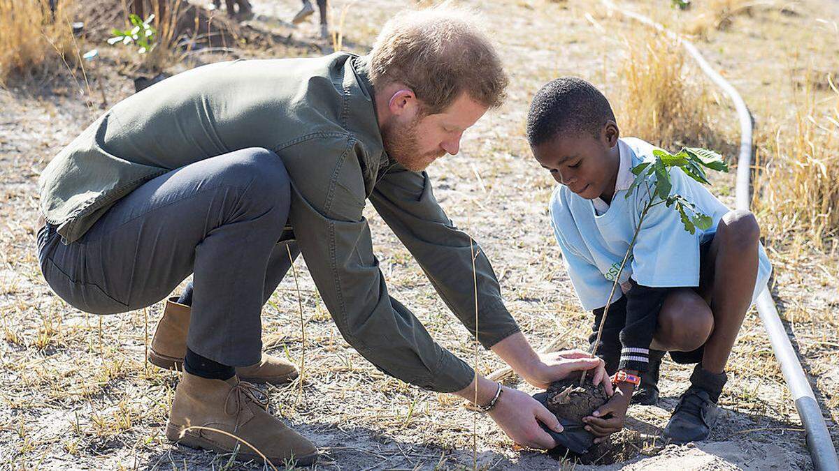 Prinz Harry pflanzt Bäume