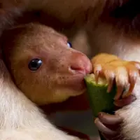 Glücklich und zufrieden im Beutel seiner Mutter: Das noch namenlose Baumkänguru-Baby