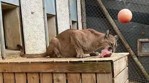 Peles erste Mahlzeit in Herberstein war ein Steak
