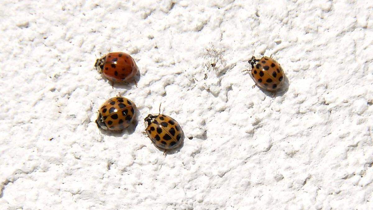 Abertausende Marienkäfer suchen derzeit auch steirische Hausmauern und Fenster heim