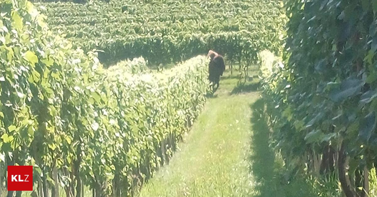 Erneut-ausgebrochen-Polizei-sucht-in-Straden-nach-freilaufendem-Bison