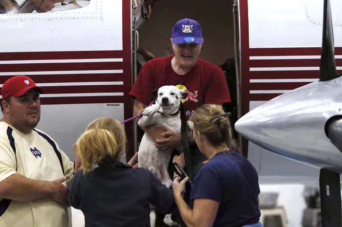 Um Platz zu schaffen, müssen bisherige Heimbewohner weichen. Das Hochwasser in Texas erfordert eine logistische Leistung von Tierschützern in den gesamten USA: Helfer transportieren bisherige Tierheim-Schützlinge per Flugzeug in andere Teile des Landes.