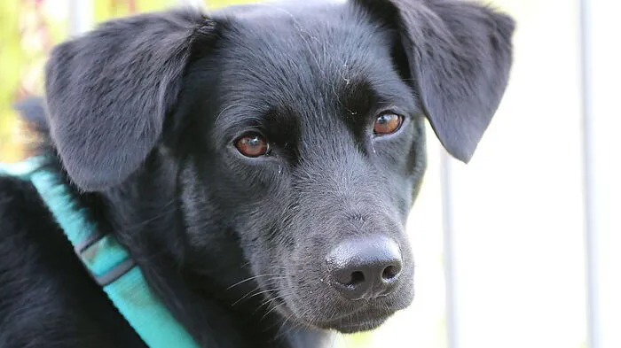 Naturschutzhund Charlie