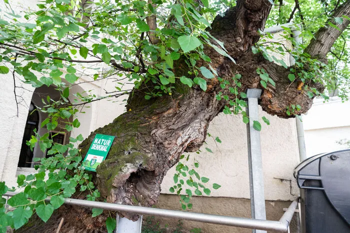 Schon Napoleon soll sein Pferd an diesem Koloss in der Brückenkopfgasse angebunden haben. Der knorrige Riese, der einen Innenhof ziert, aber hinter Mülleimern versteckt wird, wurde bereits an mehreren Stellen gestützt und gesichert. Er hat ein Vitalitätsproblem, aber das wird ihm aufgrund seines Alters wohl nachgesehen, soll er doch fast 250 Jahre alt sein und aus der Zeit Maria Theresias stammen.