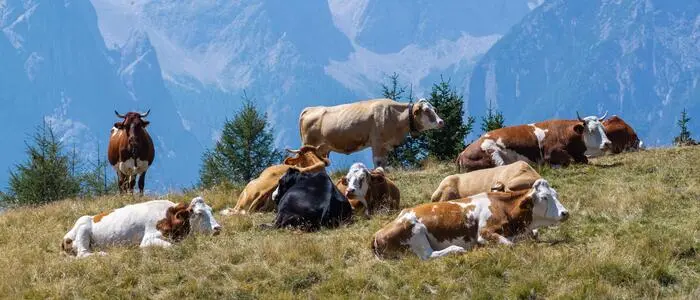 183 Tage im Jahr sind Kärntens Milchkühe im Schnitt auf Weiden und Wiesen unterwegs