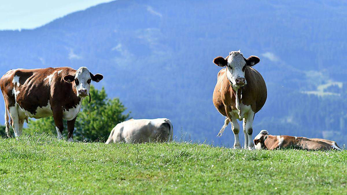 Die Nachfrage nach steirischem Rindfleisch steigt