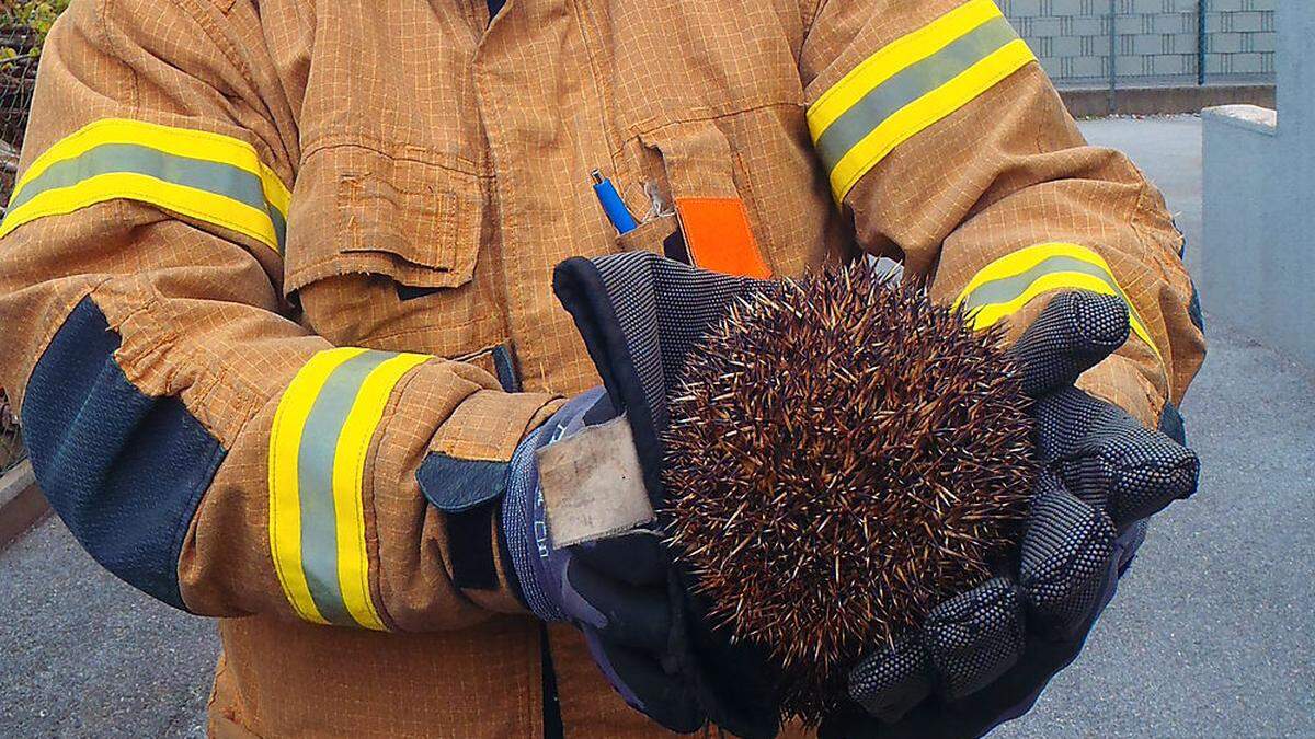 Kurioser Einsatz macht ganz schön die Runde