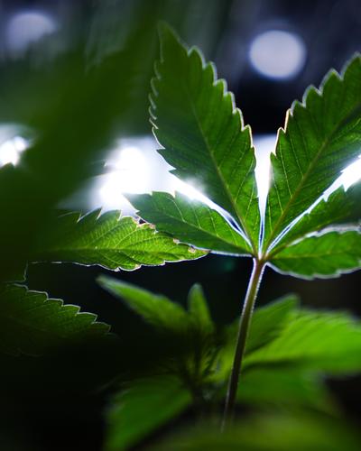 Auch Investitionen in die Cannabisbranche sollen einfacher werden