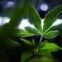 Auch Investitionen in die Cannabisbranche sollen einfacher werden