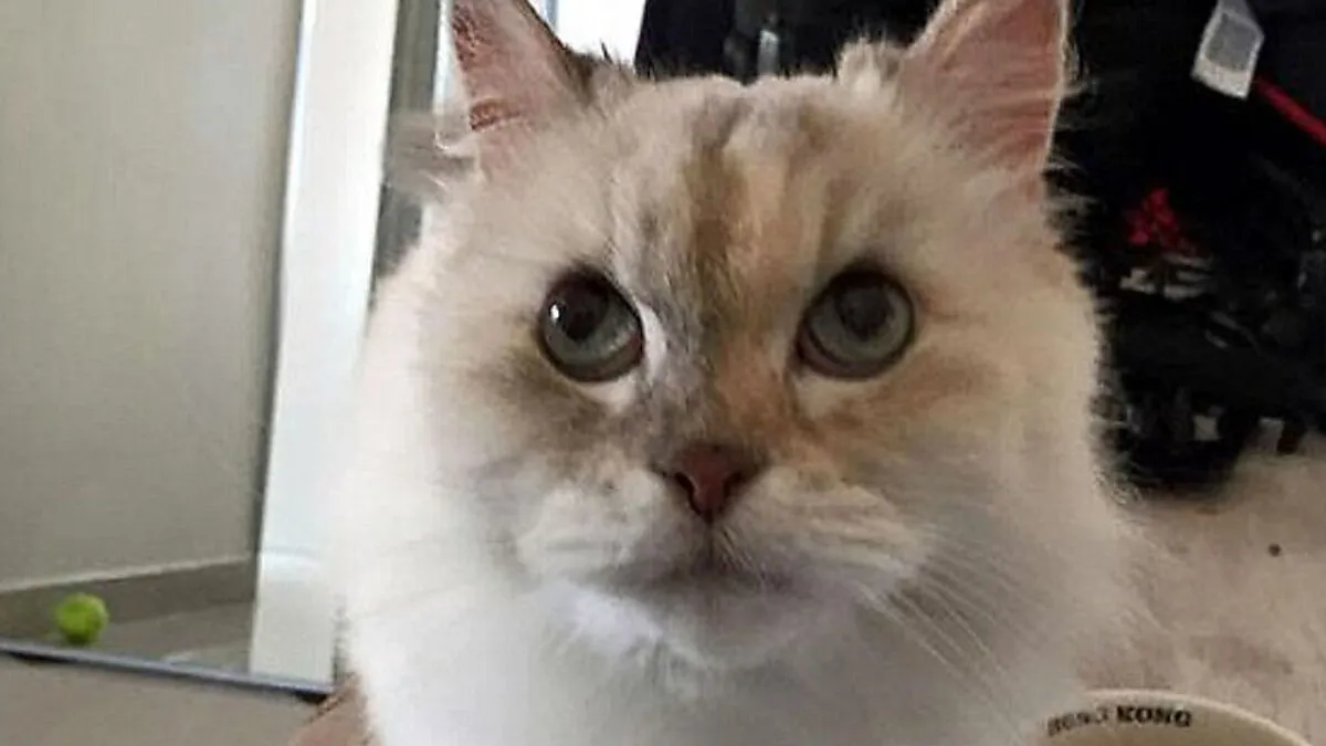 Jommi überlebte Horrorsturz